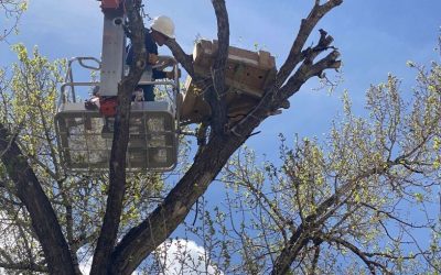 Osprey Nest Successfully Relocated from Avon Construction Site