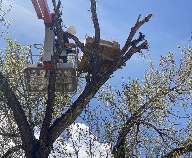 Osprey Nest Successfully Relocated from Avon Construction Site